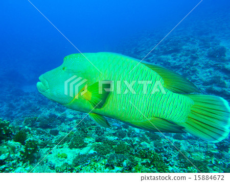 Napoleonic fish 15884672