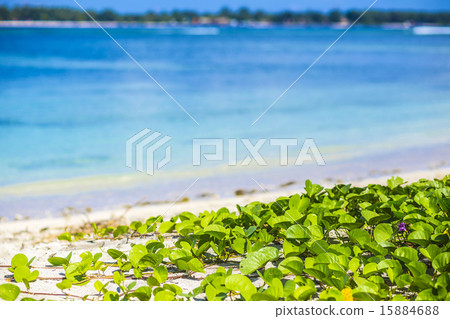 Beautiful sea and coastline 15884688