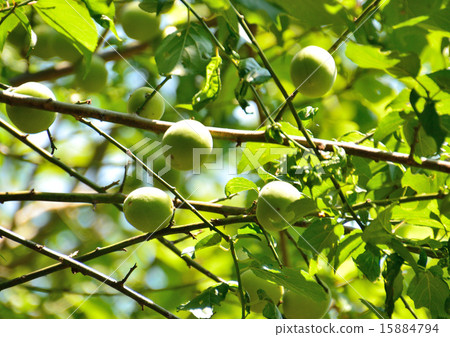 在洋李的藍色果子 在洋李的藍色果子 15884794