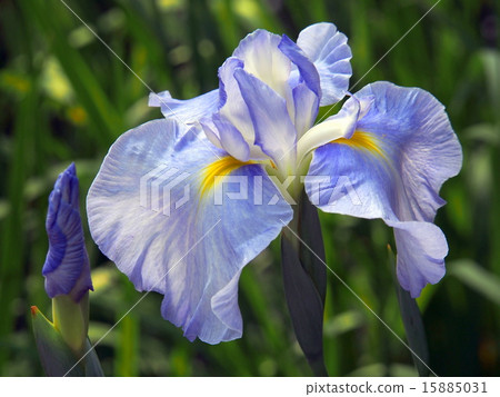 鳶尾花 15885031