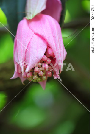 Medinira · Magnifica Flower 15885295