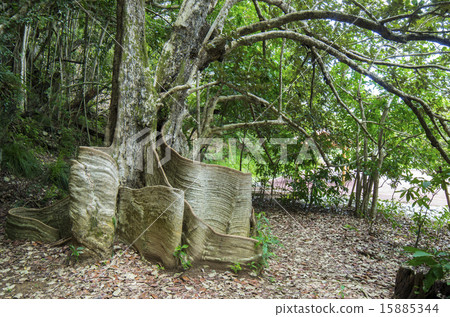 Saxis of the Okinawa prefecture Higashi Village 15885344