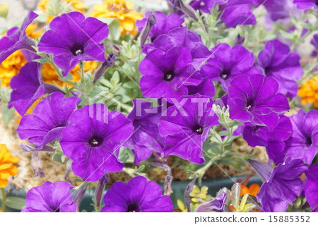 Petunia 15885352