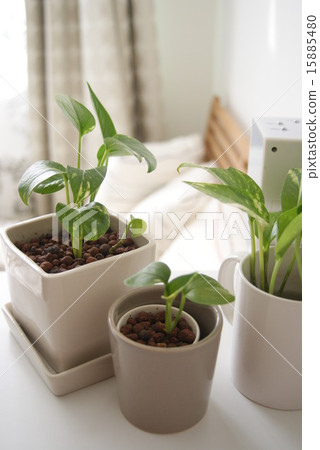 盆栽植物 15885480