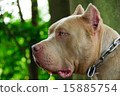 Easy watchdog 15885754