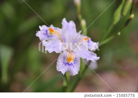 Shaga的花朵 15885778
