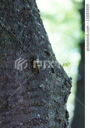 Oil cicadas summer voice Oil cicadas summer voice 15885809