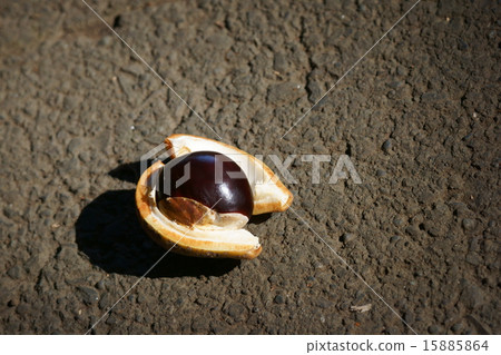 它像Tochi真正的栗子一樣大。 15885864