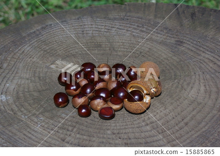 它像Tochi真正的栗子一樣大。 15885865