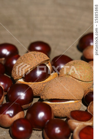 它像Tochi真正的栗子一樣大。 15885868