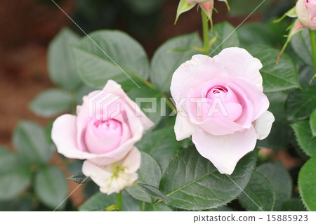 Rose flowers Blue bayu Rose flowers Blue bayu 15885923