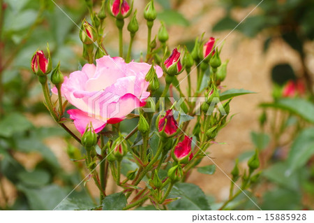 花的玫瑰哈娜 花的玫瑰哈娜 15885928