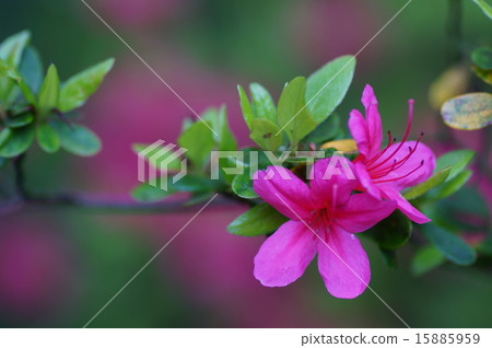 Azalea 15885959