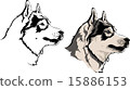 the head of the dog, wolf 15886153