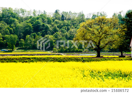 Rapeseed field Rapeseed field 15886572