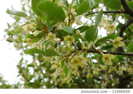 Bamboo flower 15886689