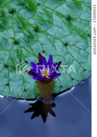 Oni no Onibasu鮮花非常可愛。 Oni no Onibasu鮮花非常可愛。 15886693