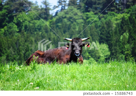 Cattle grazing month Mountain Highland Ranch 15886743