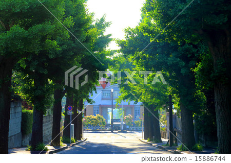 Denenchofu 's Gingko Namiki (in the middle) Summer 15886744