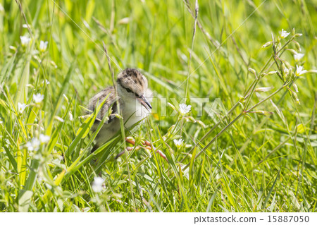 Juvenile common redshank Juvenile common redshank 15887050