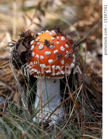 Red amanita muscaria mushroom in forest 15887202