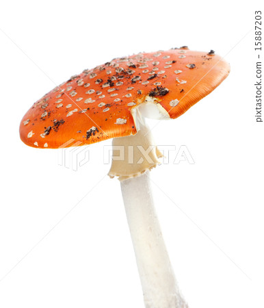 Red fly agaric mushroom isolated white background 15887203