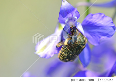 Larkspur and Core ohanamuguri 15888062