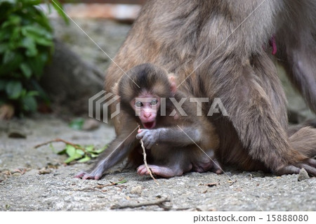 出現在淡路島猴子中心的野生猴子 出現在淡路島猴子中心的野生猴子 15888080