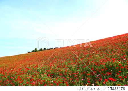 Poppy Poppy 15888478