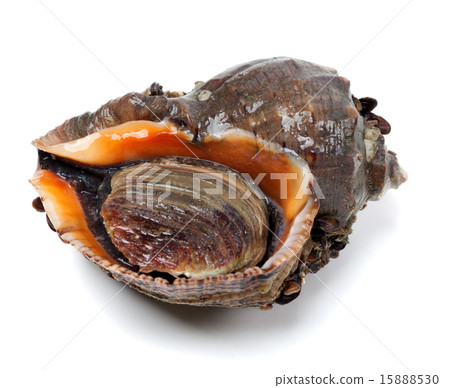 Veined rapa whelk on white background 15888530
