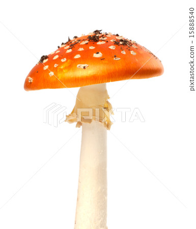 Red fly agaric mushroom on white background 15888540