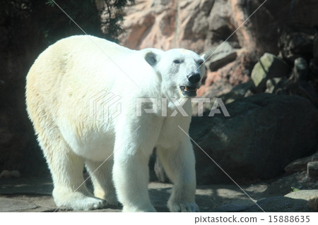 Polar bears 15888635