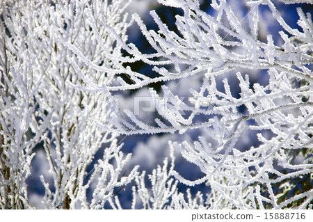 First snow of the plateau First snow of the plateau 15888716