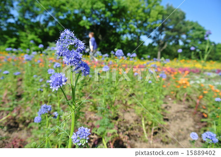 花 15889402