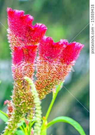 Tropical Plant 15889418