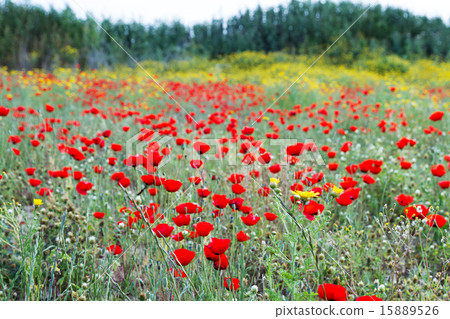 Wild red poppy and yellow daisy flowers . 15889526