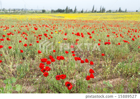 Wild red poppy and white daisy flowers . 15889527