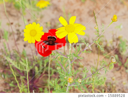 Wild red poppy and yellow daisy flowers . 15889528
