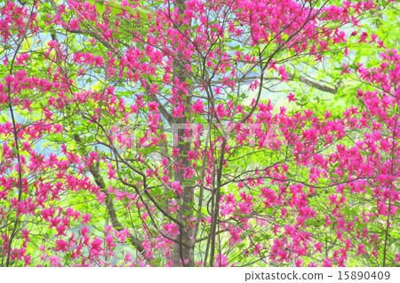 山花 山花 15890409