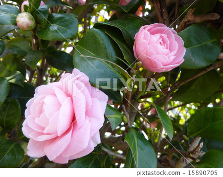 Camellia Camellia 15890705
