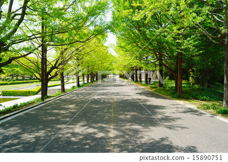 Showa Memorial Park Ginkgo biloba tree Showa Memorial Park Ginkgo biloba tree 15890751