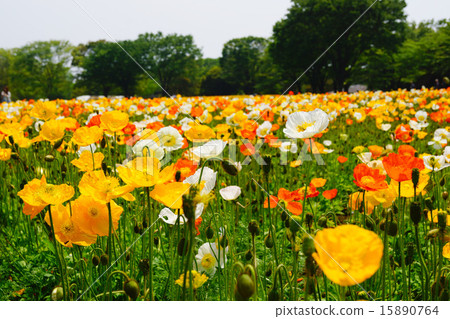 昭和紀念公園罌粟 15890764