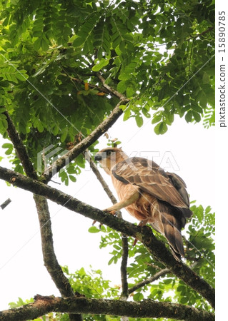Wallace's Hawk-Eagle (Wallace Kumataka) 15890785
