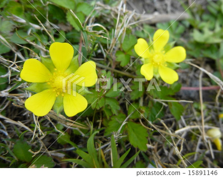 Hevy草莓花 15891146