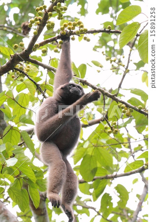 婆羅洲長臂猿（穆勒的長臂猿） 15891258