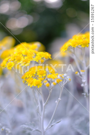 初夏的花 15891267