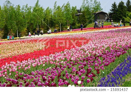 Tulip Hill 15891437