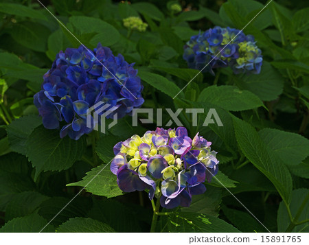 hydrangea   15891765