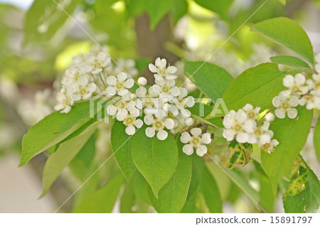 鐮刀圖案花 15891797