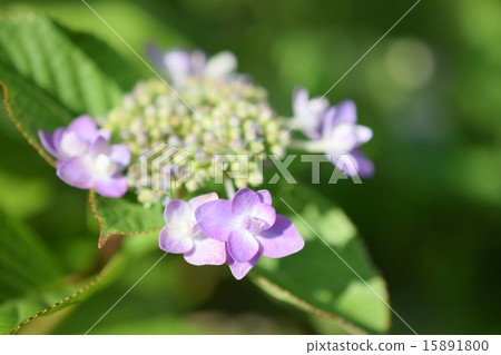 淡紫色繡球花(大) 淡紫色繡球花(大) 15891800